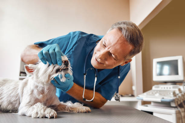 Best Emergency Care for Gum Disease in Star, ID